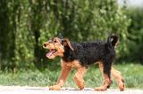 AIREDALE TERRIER 332